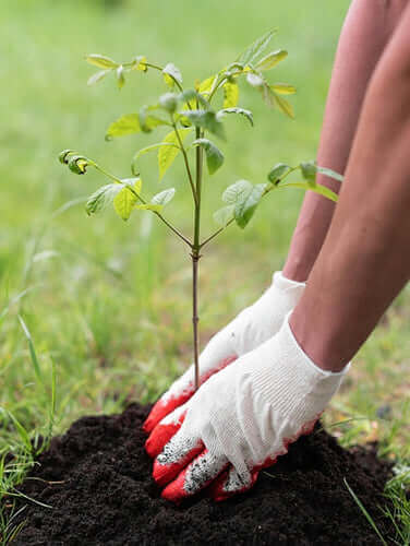 Person planting a young tree in soil, representing eco-friendly efforts and partnership with One Tree Planted.