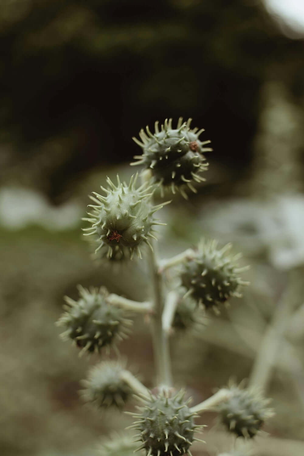 Close-up of Ricinus communis plant, known for its seeds used to produce castor oil for beard care.