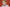 Red bearded man thinking
