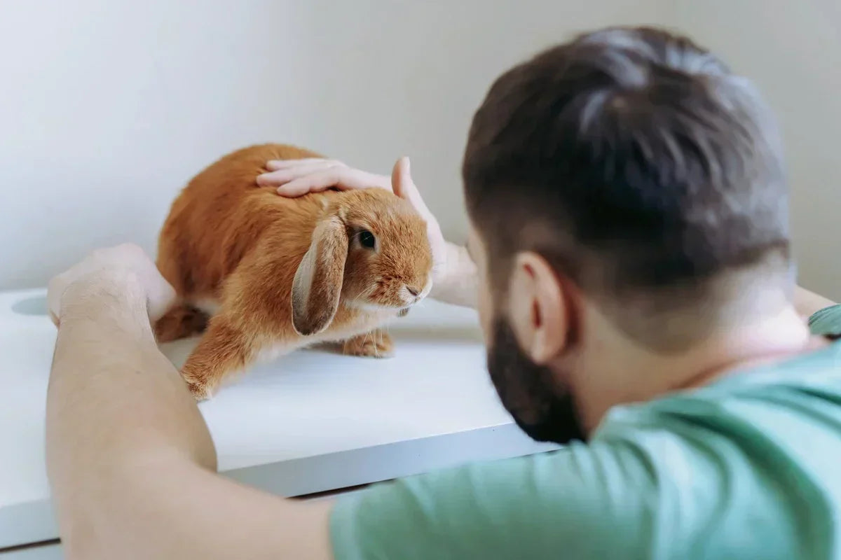 person with beard gently petting rabbit for vegan cruelty-free beard care